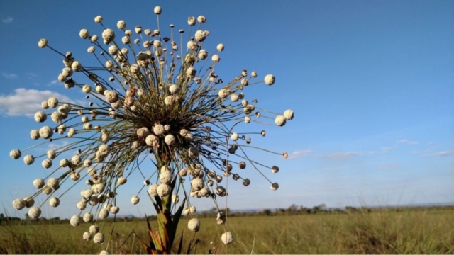 Jalapão 4x4 Pacotes de viagem e expedições 4x4 pelo Jalapão com conforto e aventura.